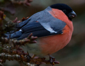 Eurasian Bullfinch 
&copy; S�bastien Palud
