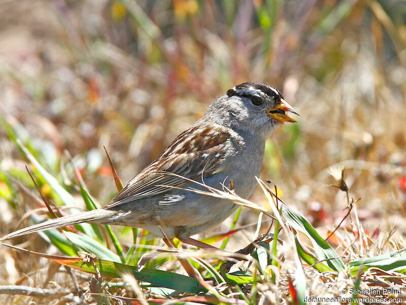 White-crowned Sparrowadult