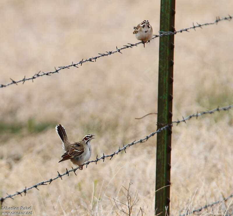 Lark Sparrow male adult breeding, courting display, song, Behaviour