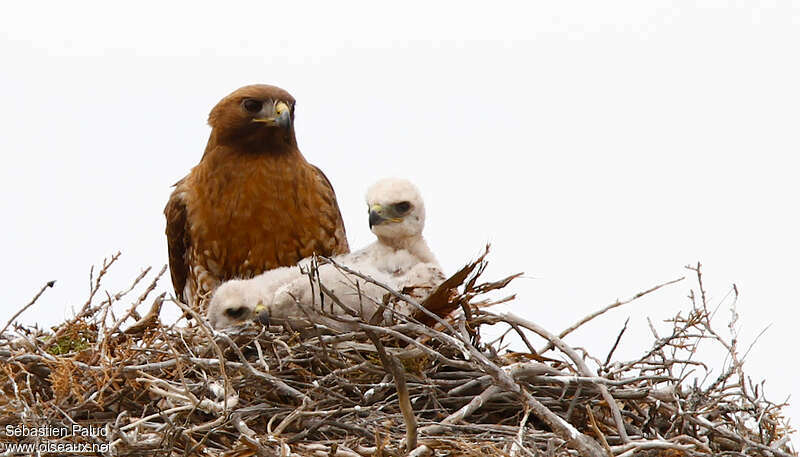 Swainson's Hawk, Reproduction-nesting