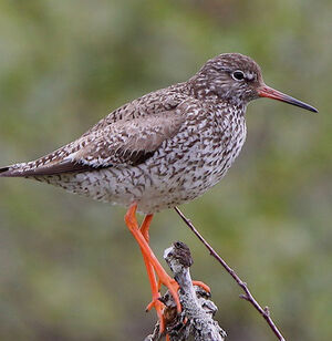 Common Redshank
