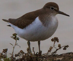 Common Sandpiper