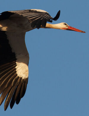 Cigogne blanche 
&copy; S�bastien Palud