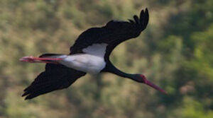 Cigogne noire 
&copy; S�bastien Palud