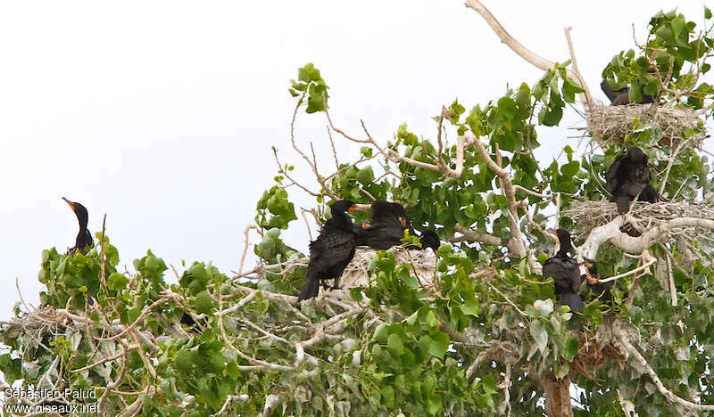 Double-crested Cormorant, habitat, Reproduction-nesting