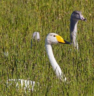 Cygne chanteur