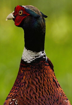 Common Pheasant