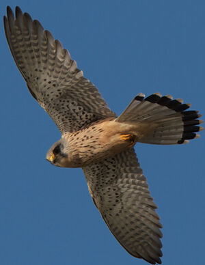 Common Kestrel