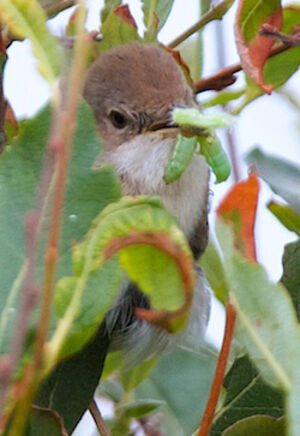 Common Whitethroat