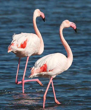 Greater Flamingo 
&copy; S�bastien Palud