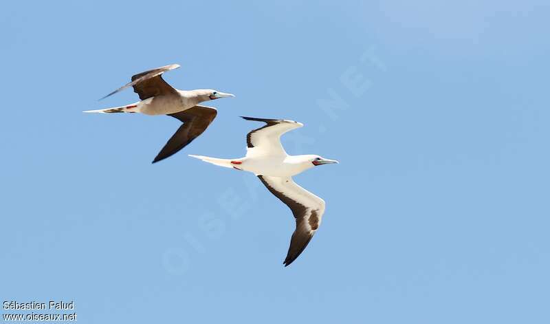 Red-footed Booby, pigmentation, Flight
