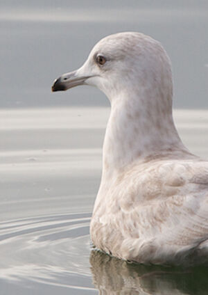 Iceland Gull 
&copy; S�bastien Palud