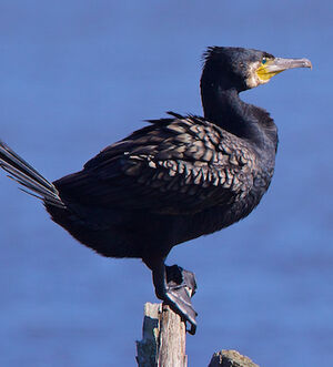Great Cormorant 
&copy; S�bastien Palud