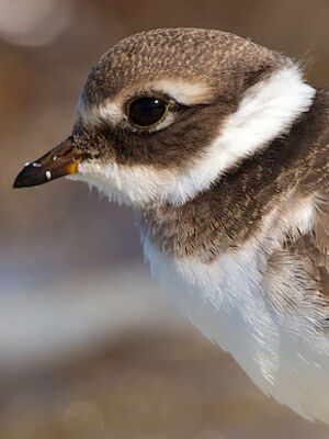 Common Ringed Plover 
&copy; S�bastien Palud