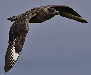 Great Skua 
&copy; S�bastien Palud