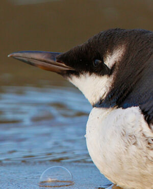 Guillemot de Tro�l