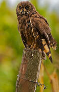 Marsh Owl