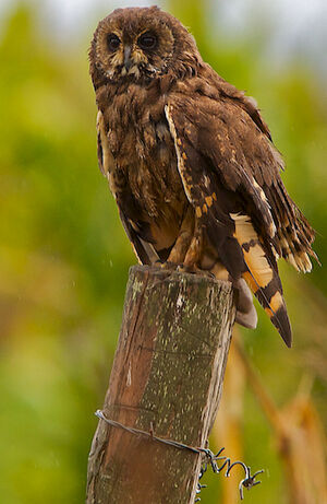 Hibou du Cap