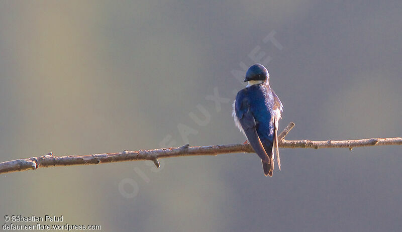 Tree Swallow male adult, identification