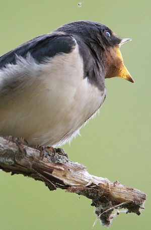 Hirondelle rustique