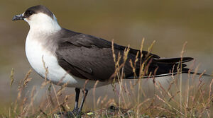 Parasitic Jaeger 
&copy; S�bastien Palud