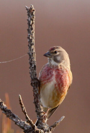 Common Linnet 
&copy; S�bastien Palud