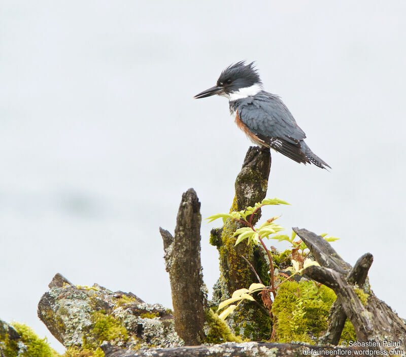 Belted Kingfisher female adult, identification