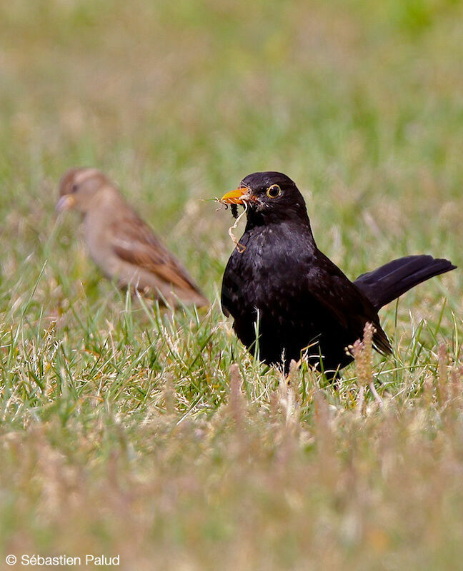 Common Blackbird male adult breeding
