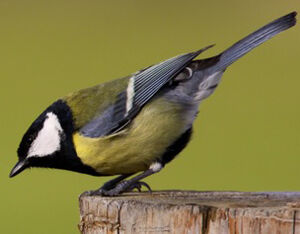 Great Tit 
&copy; S�bastien Palud