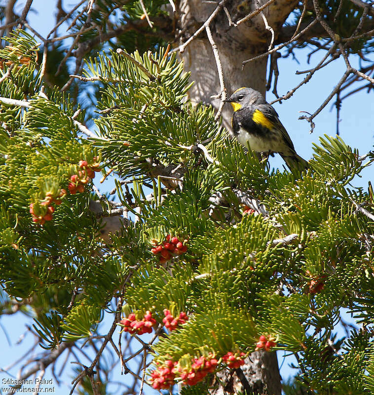 Paruline d'Audubon mâle adulte nuptial, habitat, pigmentation