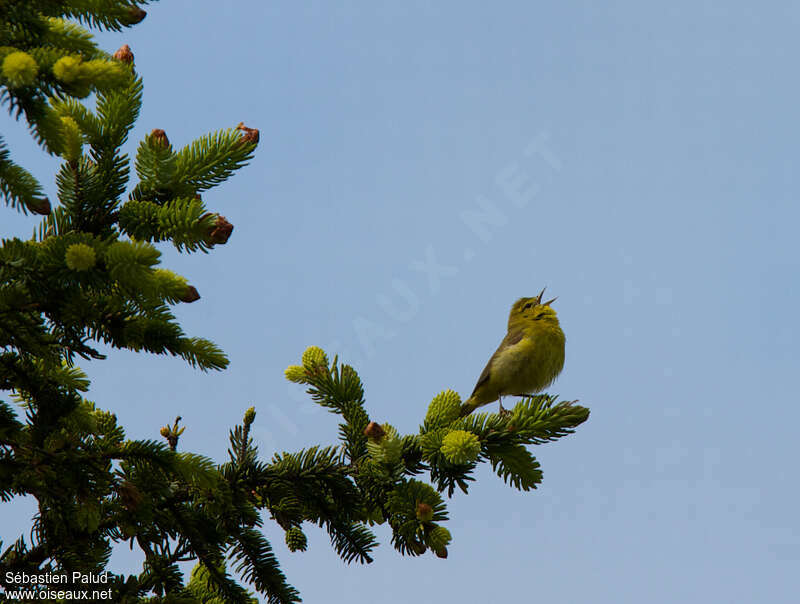 Paruline verdâtre mâle adulte, identification, chant