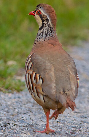 Red-legged Partridge
