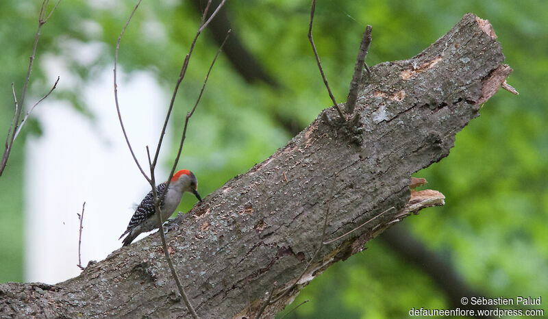 Red-bellied Woodpecker male adult, identification