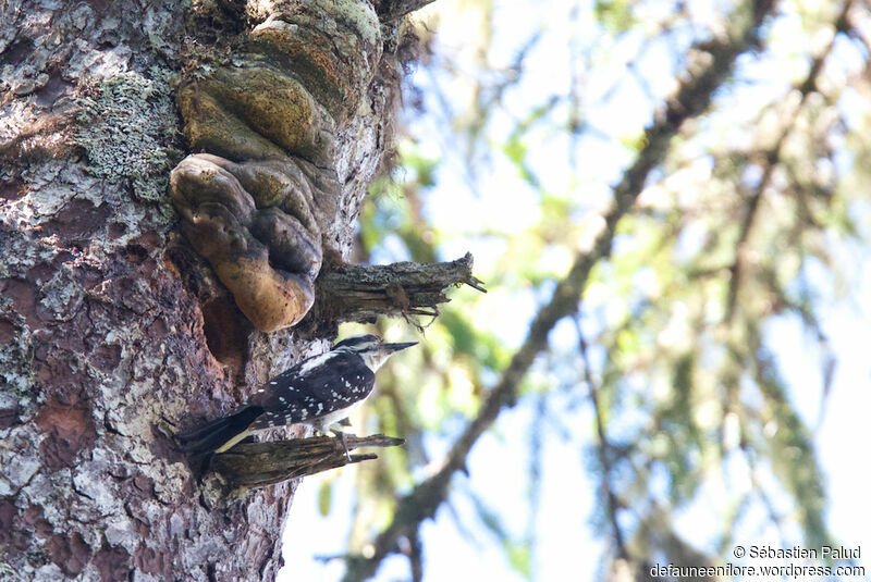 Hairy Woodpeckeradult, identification, Reproduction-nesting