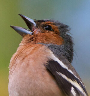 Common Chaffinch