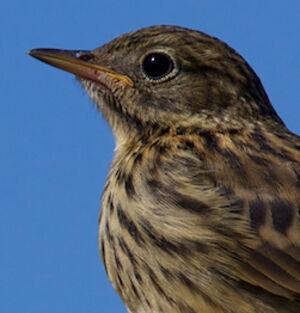 Meadow Pipit 
&copy; S�bastien Palud