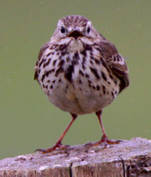 Meadow Pipit 
&copy; S�bastien Palud