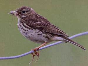 Meadow Pipit 
&copy; S�bastien Palud