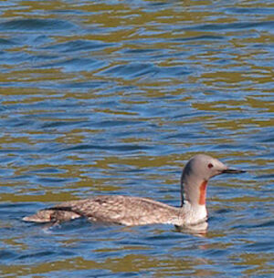 Red-throated Loon