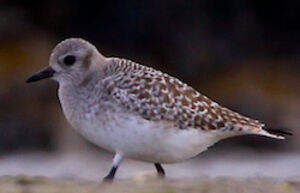 Grey Plover