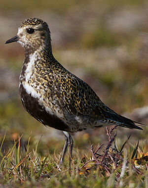 European Golden Plover 
&copy; S�bastien Palud