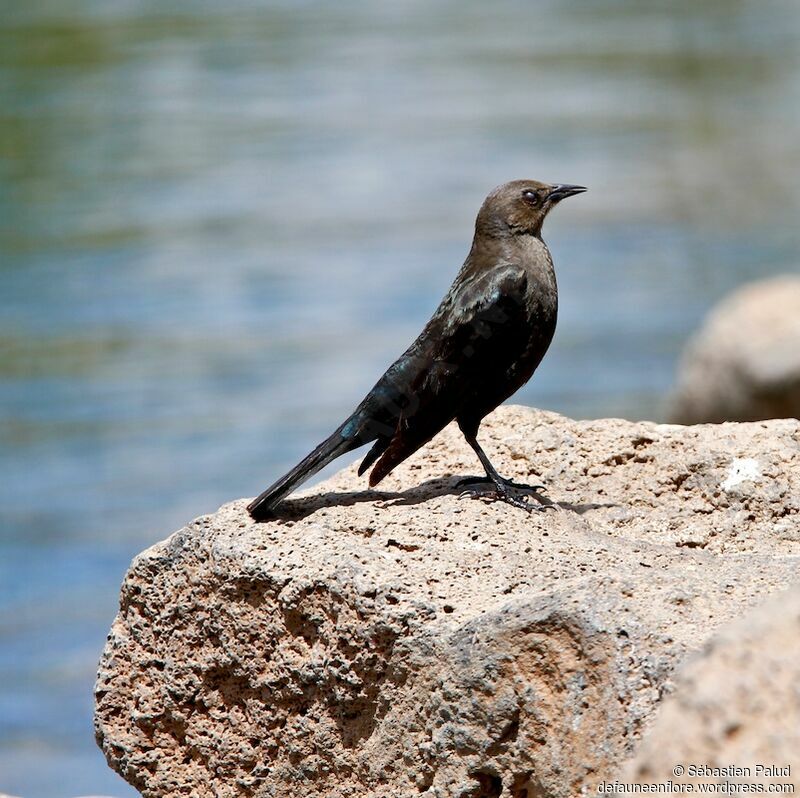Brewer's Blackbird female adult