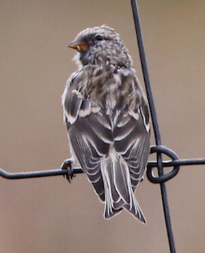 Common Redpoll
