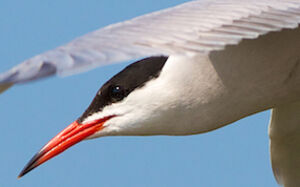Common Tern 
&copy; S�bastien Palud