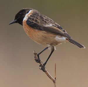 European Stonechat 
&copy; S�bastien Palud
