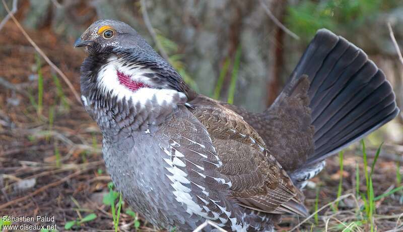 Dusky Grouse male adult, close-up portrait, pigmentation, courting display