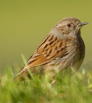 Dunnock 
&copy; S�bastien Persyn