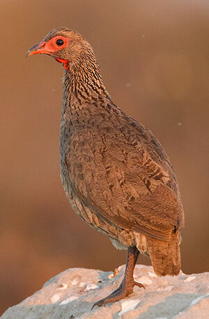 Francolin de Swainson
