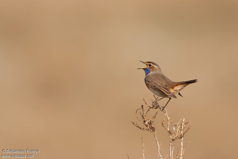 Bluethroat male adult, identification, song