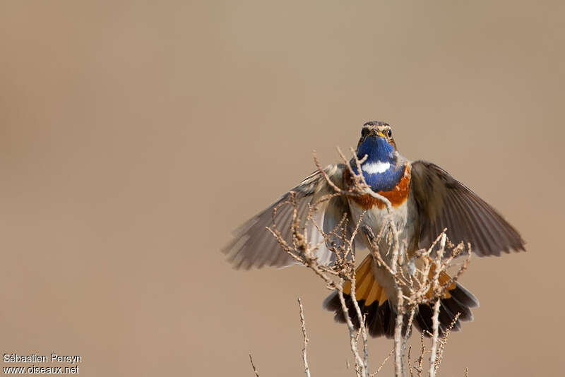 Bluethroat male adult breeding, Flight, courting display